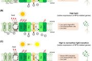 Improving photosynthetic efficiency by modulating non-photochemical quenching
