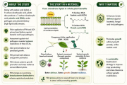 How pimelic acid primes plant defence and growth