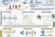 ProMaya: A hierarchical universal deep learning framework for accurate and interpretable protein-protein interaction identification