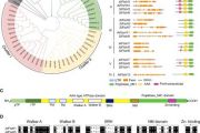 Comparative genome-wide analysis in Setaria italica and Arabidopsis thaliana revealed functional conservation of specific FtsH proteases under high light and heat stress