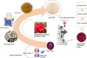 Valorization of red cabbage pomace for stabilization of anthocyanins in Rhododendron arboreum