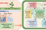 Physiochemical and transcriptional reprogramming of mild salinity mediated modulation of Steviol Glycoside biosynthesis in Stevia rebaudiana Bertoni