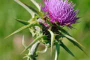 Enhanced bioavailability of wonder compound silybin A for treating liver and gall diseases