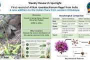 First record of Allium rosenbachianum Regel from India