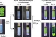 An Improved Method for Isolating Intact Chloroplasts from Different Plant Species An Improved Method for Isolating Intact Chloroplasts from Different Plant Species