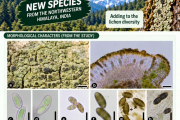 A new corticolous lichen from the Northwestern Himalaya ,India