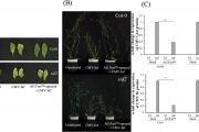 Seaweed-Derived Oligosaccharides Confer Broad-Spectrum Antiviral Defenses in Tomato and Arabidopsis Plants Seaweed-Derived Oligosaccharides Confer Broad-Spectrum Antiviral Defenses in Tomato and Arabidopsis Plants