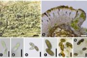 Rinodina alpina sp. nov. (Ascomycota, Physciaceae): A New Corticolous Lichen From the Northwestern Himalaya, India