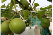CSIR-IHBT introduced low calorie natural sweetener plant: Monk fruit