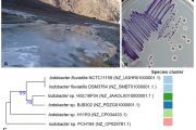 Multiple Adaptive Strategies of Himalayan Iodobacter sp. PCH194 to High-Altitude Stresses