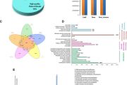 Organ-specific transcriptional and untargeted metabolome analysis demystifies molecular insights and regulation of Gallic acid and flavonoid biosynthesis in Bergenia ciliata Organ-specific transcriptional and untargeted metabolome analysis demystifies molecular insights and regulation of Gallic acid and flavonoid biosynthesis in Bergenia ciliata