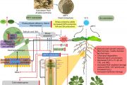 Naganishia liquefaciens ARY7, a Psychrophilic Yeast Endophyte Improves Plant Low Temperature Acclimation Through Auxin and Salicylic Acid Signaling