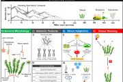 Himalayan moss Takakia: a tale of its evolution, adaptation, and climate crisis