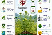 Seaweed biostimulants  for sustainable production of Tagetes minuta (Aromatic Marigold) 