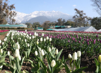 TulipGarden_1