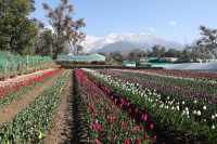 TulipGarden_3