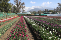 TulipGarden_7