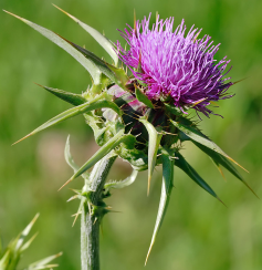 https://en.wikipedia.org/wiki/Silybum_marianum 