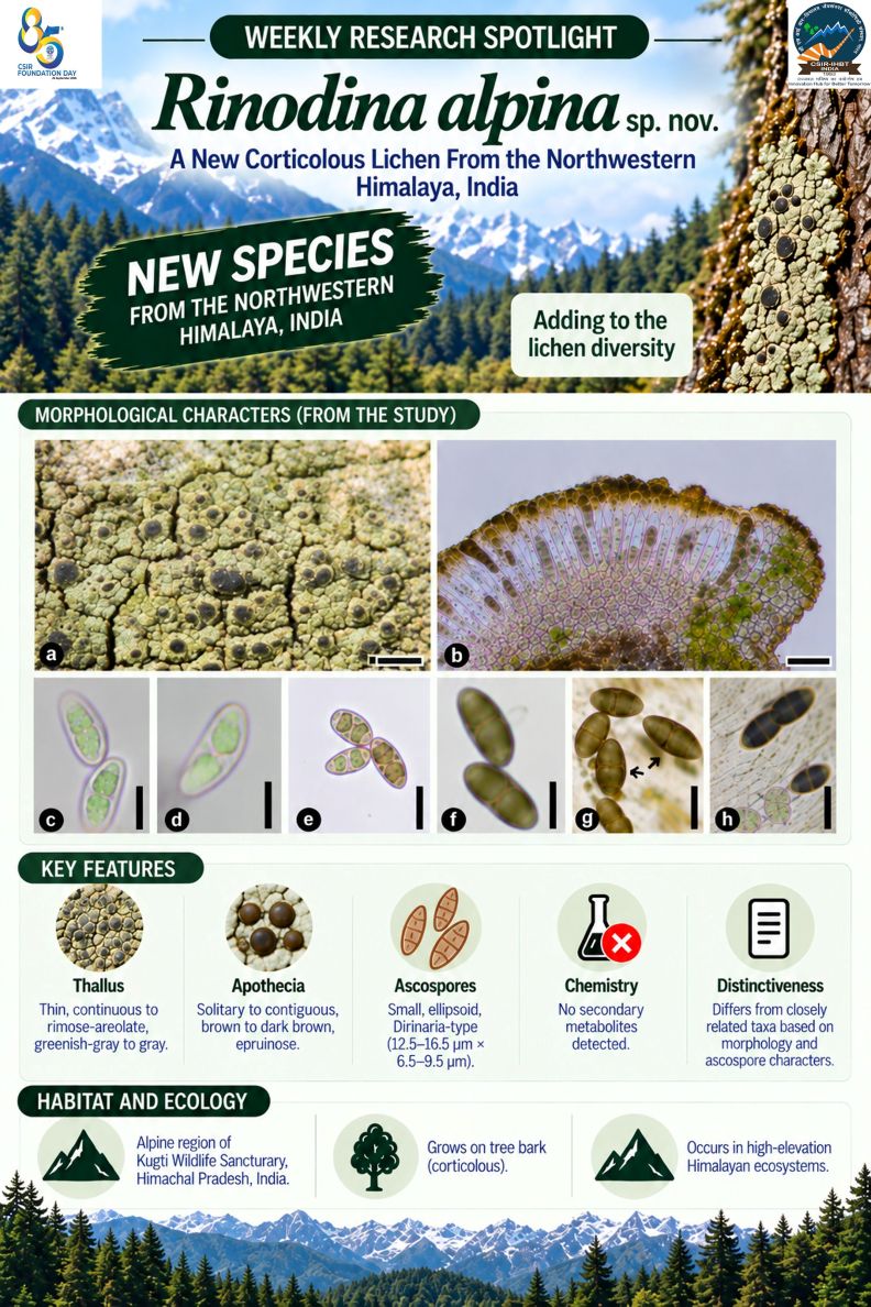 lichen